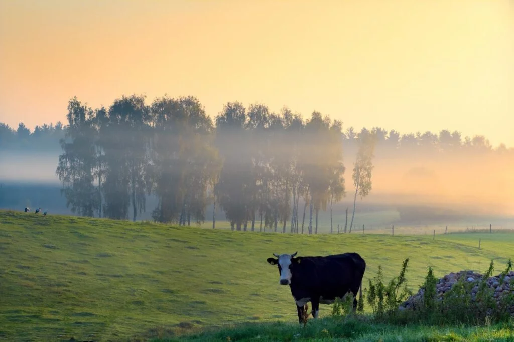Mehr als ländliche Idylle: Beim Konzept „Ökodorf“ geht es um klare ökologische und soziale Wertvorstellungen.
